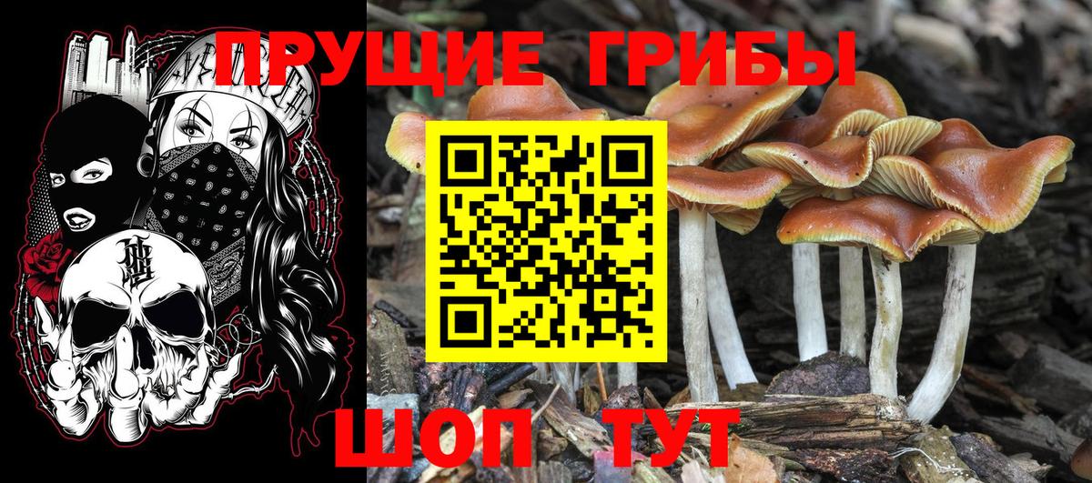 Псилоцибиновые грибы Psilocybe Златоуст
